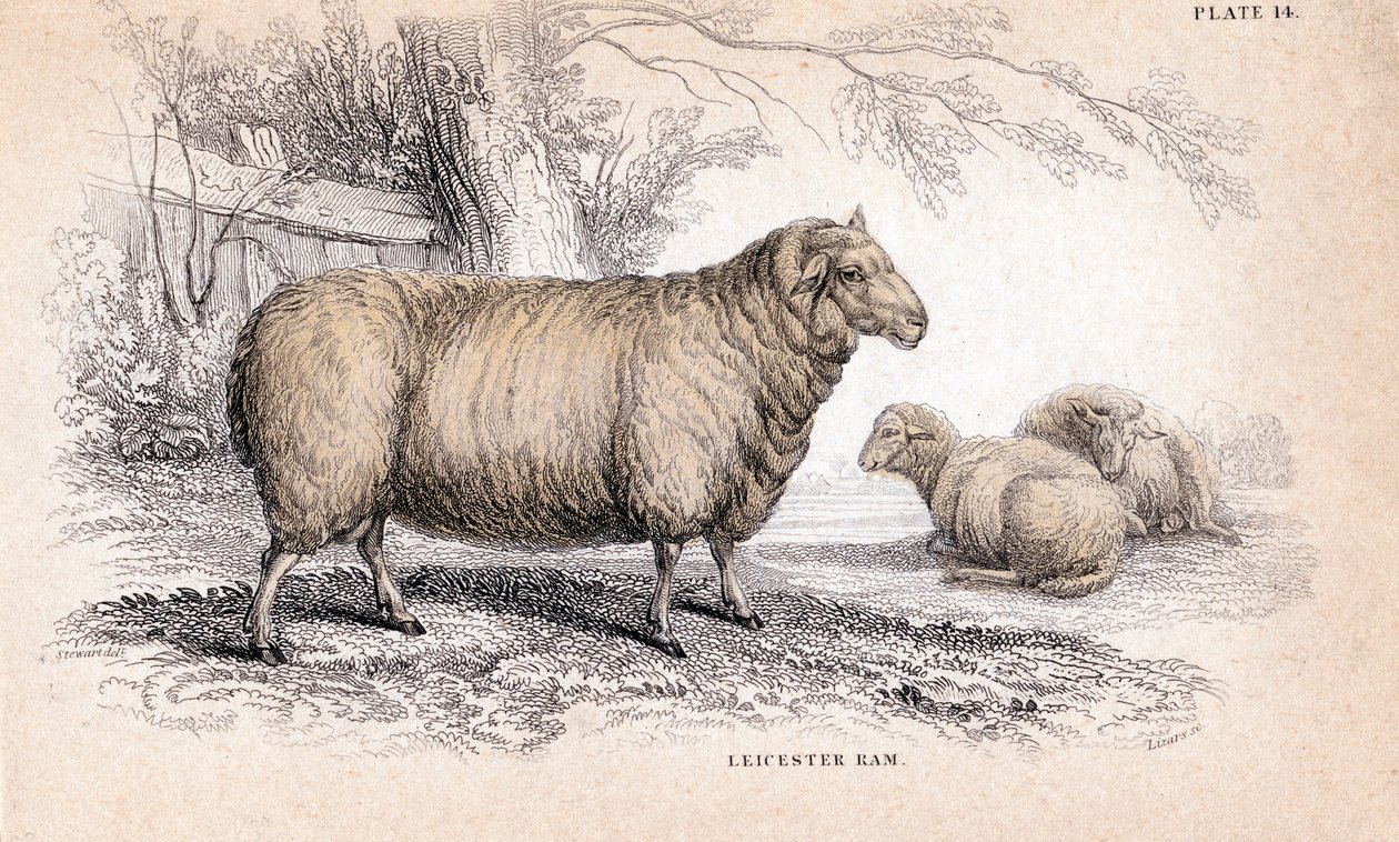 Bélier Dishley New Leicester, vers 1840 - Unbekannt
