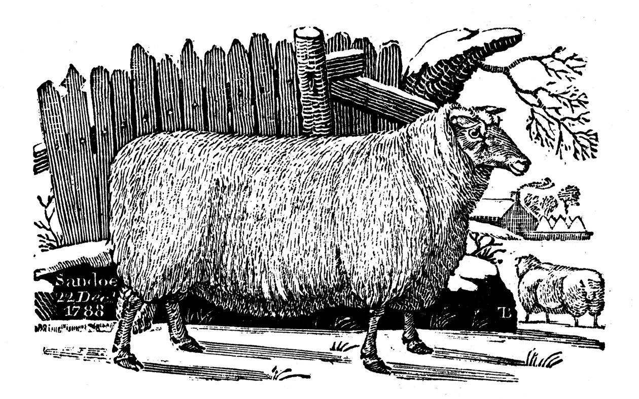 Moutons Dishley New Leicester, 1811 - Unbekannt