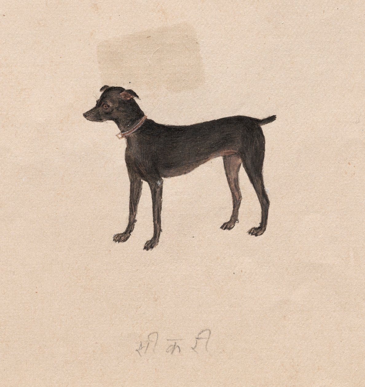 Chien, 1800s - Unbekannt