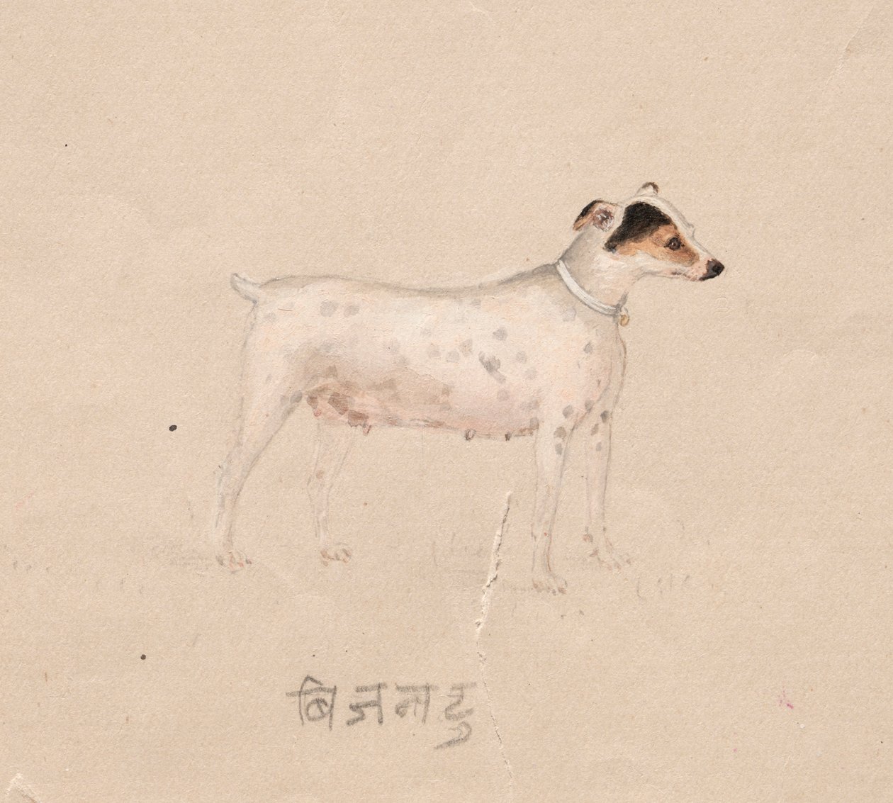 Chien, 1800s - Unbekannt