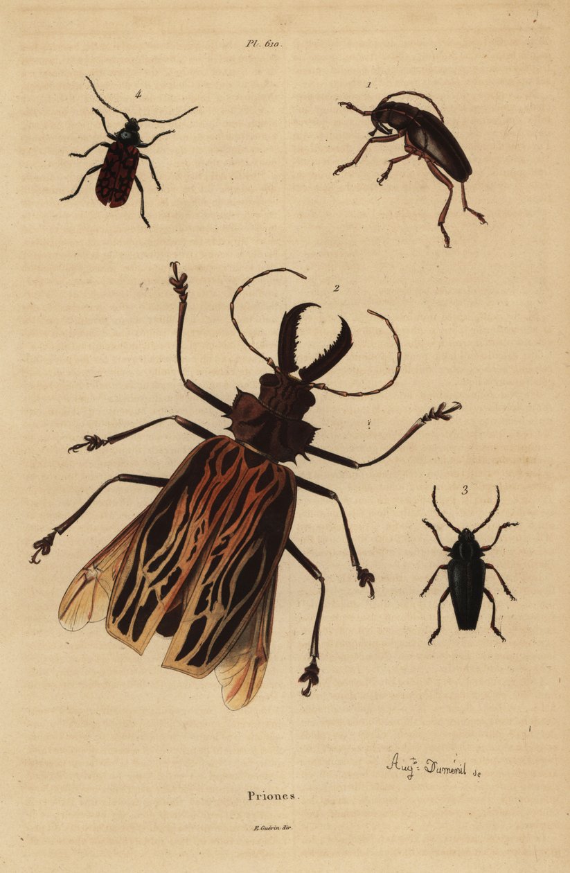 Dorysthenes paradoxus 1, Macrodontia cervicornis, vulnérable 2, Elateropsis lineatus 3 et Prionus versicolor 4 - Unbekannt