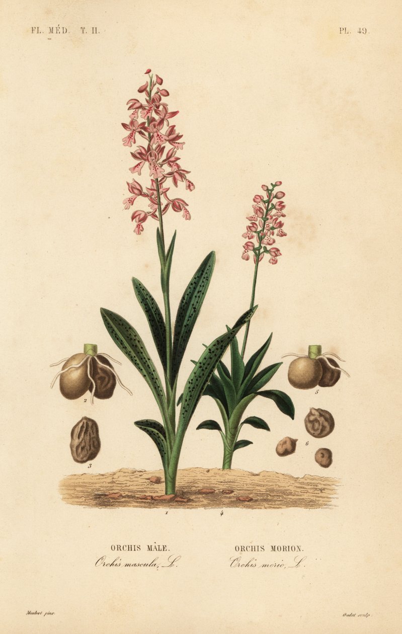 Orchis mâle, Orchis mascula, Orchis mâle, et orchis à ailes vertes, Anacamptis morio, Orchis morion - Unbekannt