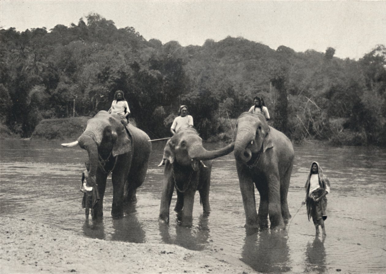 Éléphants au bain Mahaaliganga, 1926 - Unbekannt