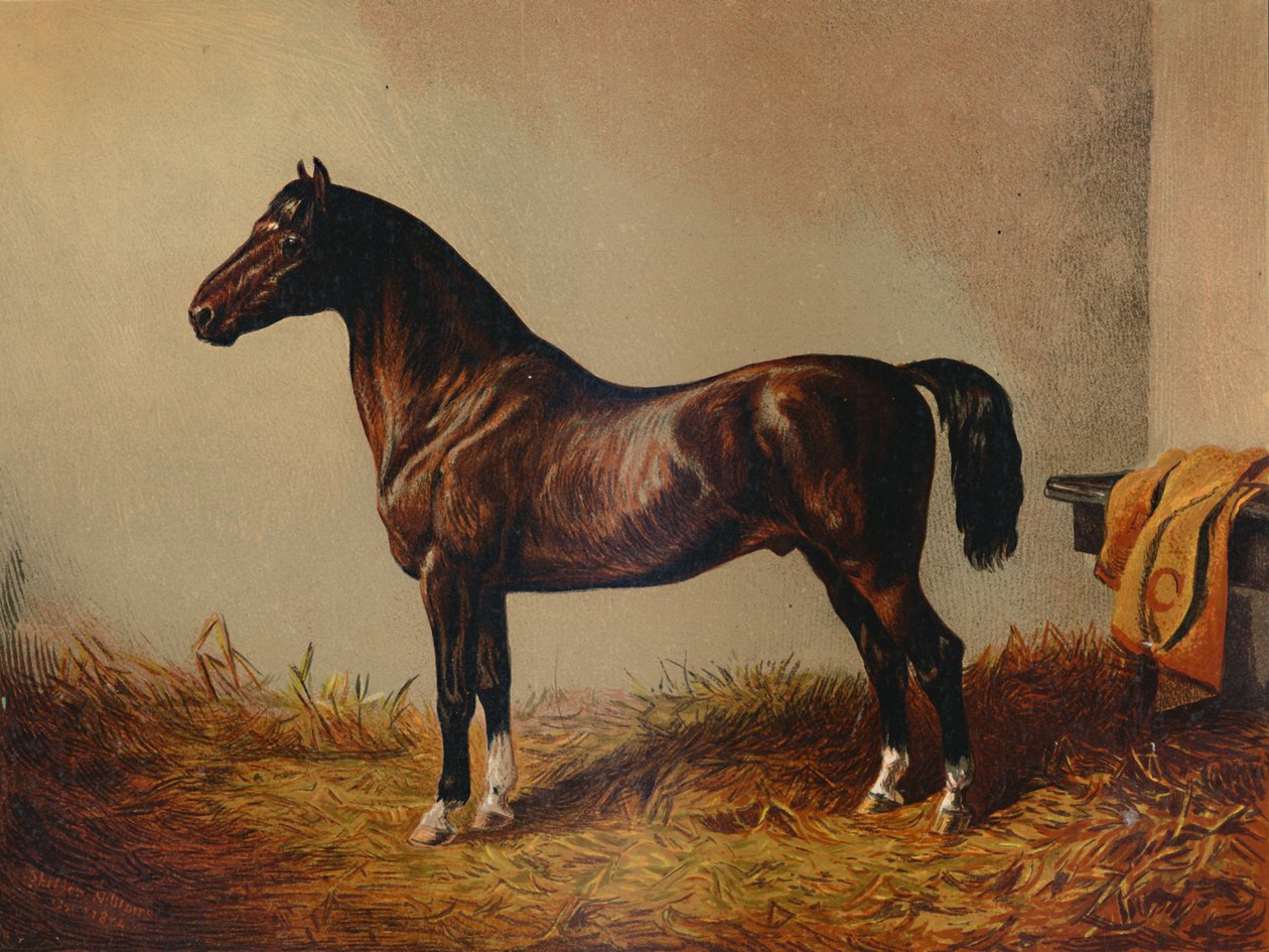 Poney entier Don Carlos, vers 1897 - Unbekannt