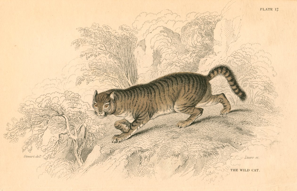 Chat sauvage européen Felis silvestris, 1828 - Unbekannt