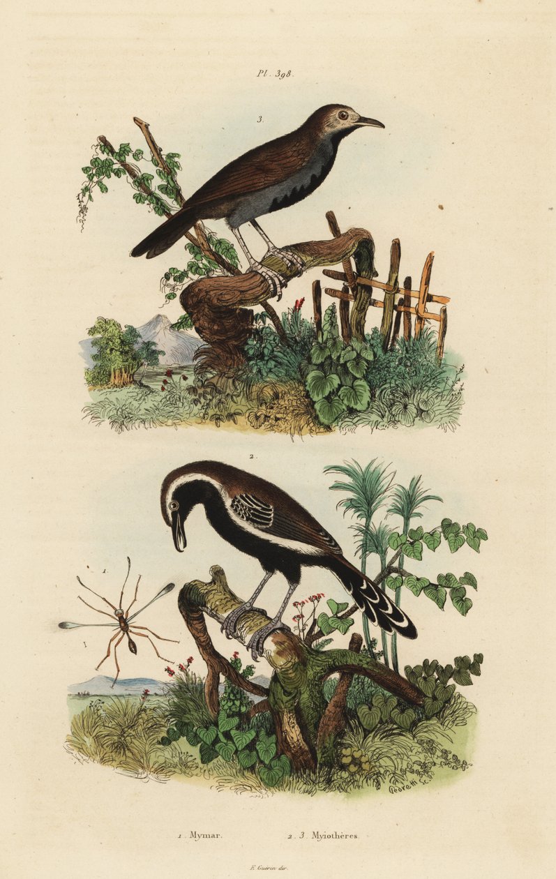 Fée mouche, Mymar pulchellum, fourmilier à franges blanches du sud, Formicivora grisea et fourmilier à gorge noire, Myrmophylax atrothorax melanura - Unbekannt