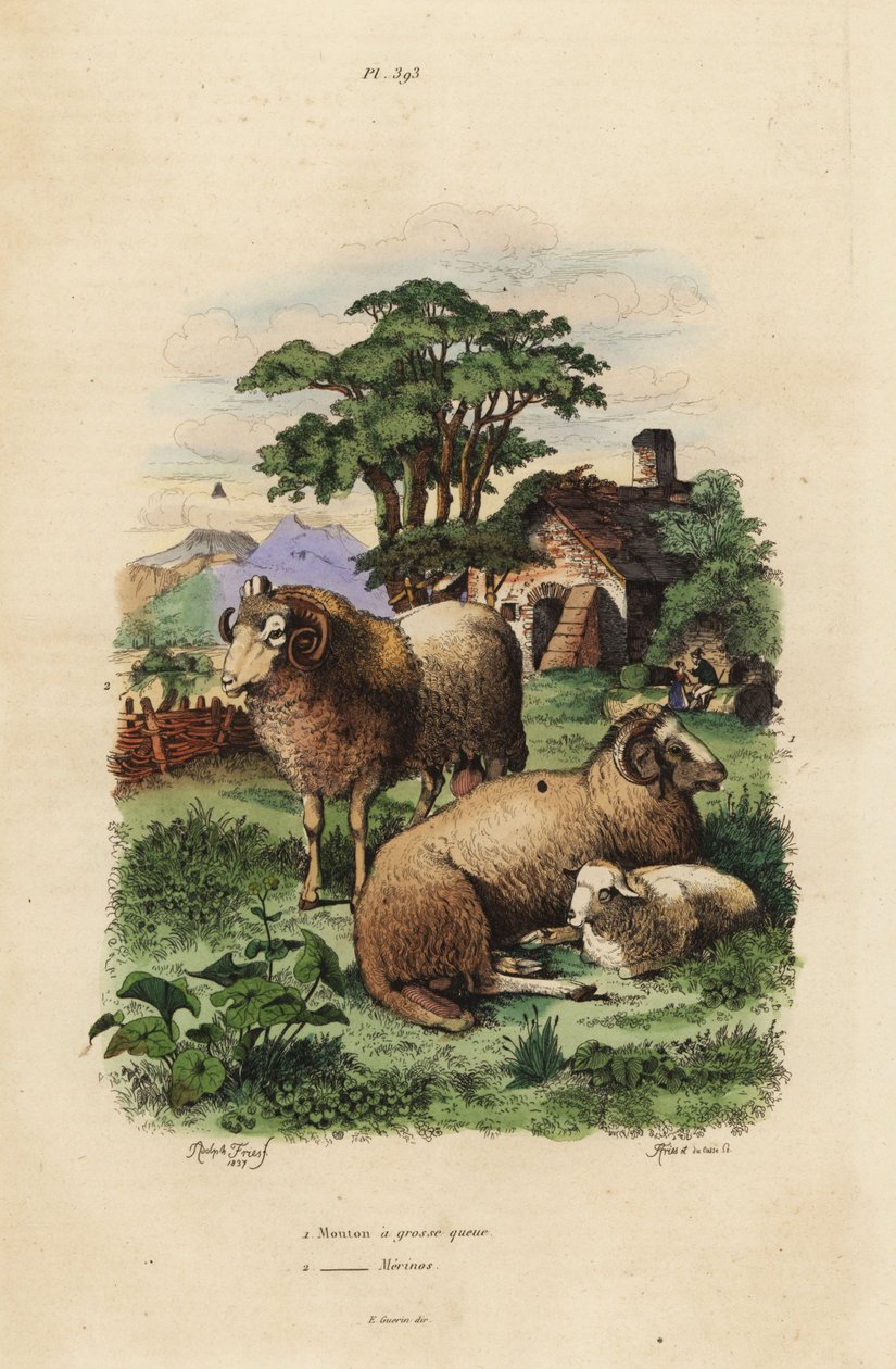 Mouton à queue grasse, Ovis aries 1, et mouton mérinos, Ovis aries 2 - Unbekannt
