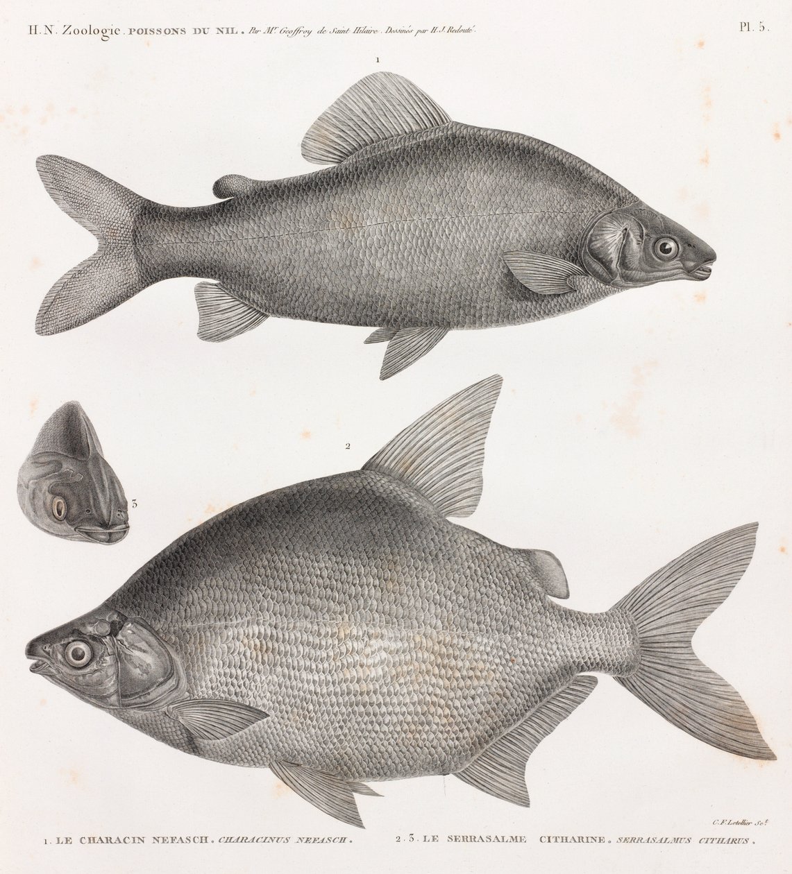 Poissons : Le Characin Nefasch & Le Serrasalme Citharine - Unbekannt