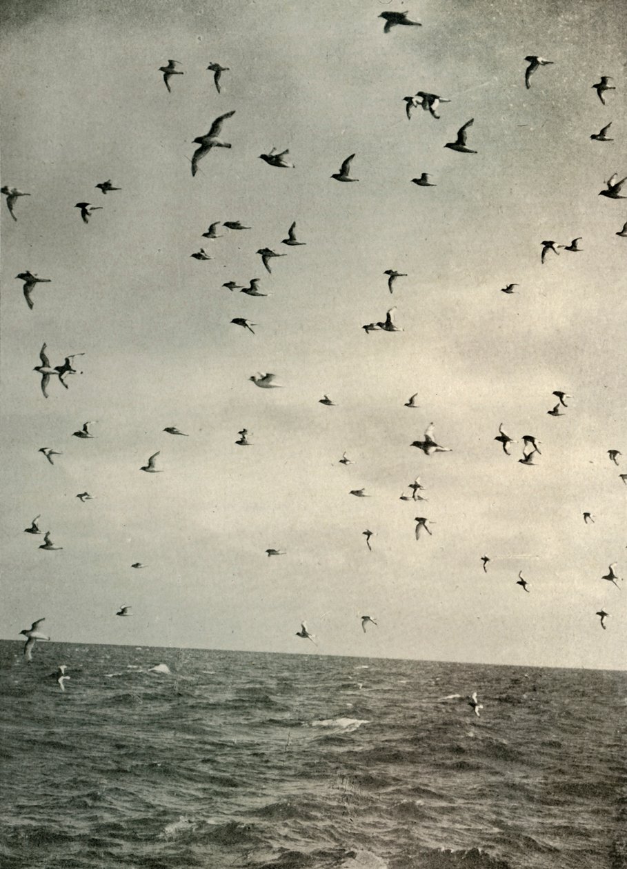 Vol de pétrels antarctiques, vers 1908, 1909 - Unbekannt