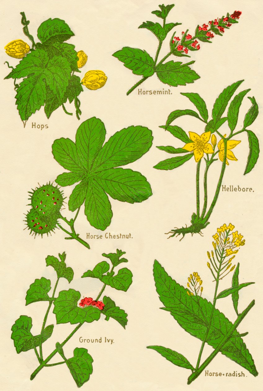 Fleurs : Houblon, menthe chevaline, marronnier, hellébore, lierre terrestre, raifort, vers 1940 - Unbekannt