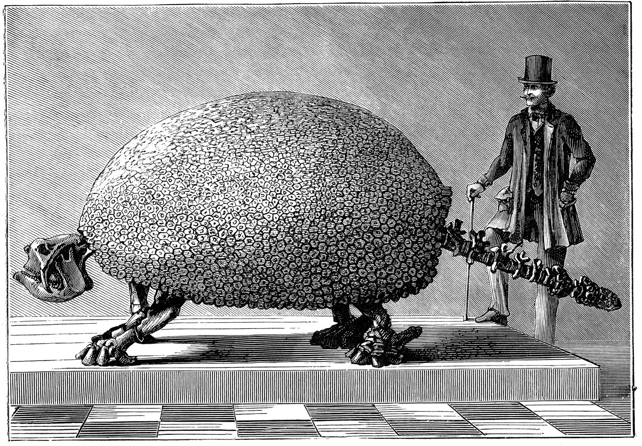 Fossile d
