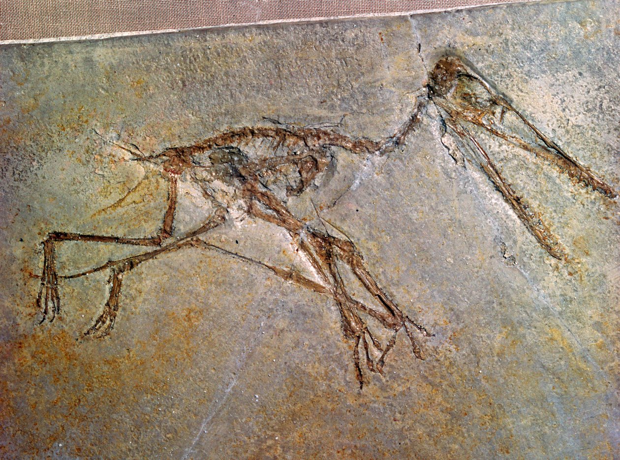 Fossile de squelette de ptérodactyle, de la collection du British Museum - Unbekannt
