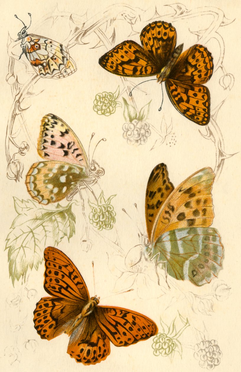 Papillons fritillaires, XIXe siècle - Unbekannt
