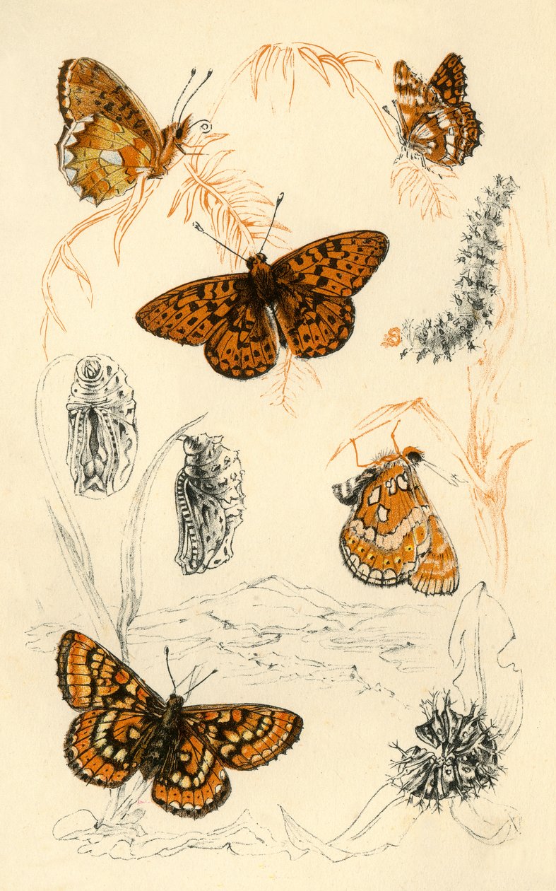 Papillons fritillaires, 19ème siècle - Unbekannt