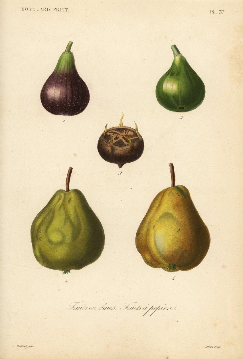 Fruits à pépin et fruits en baie - Unbekannt