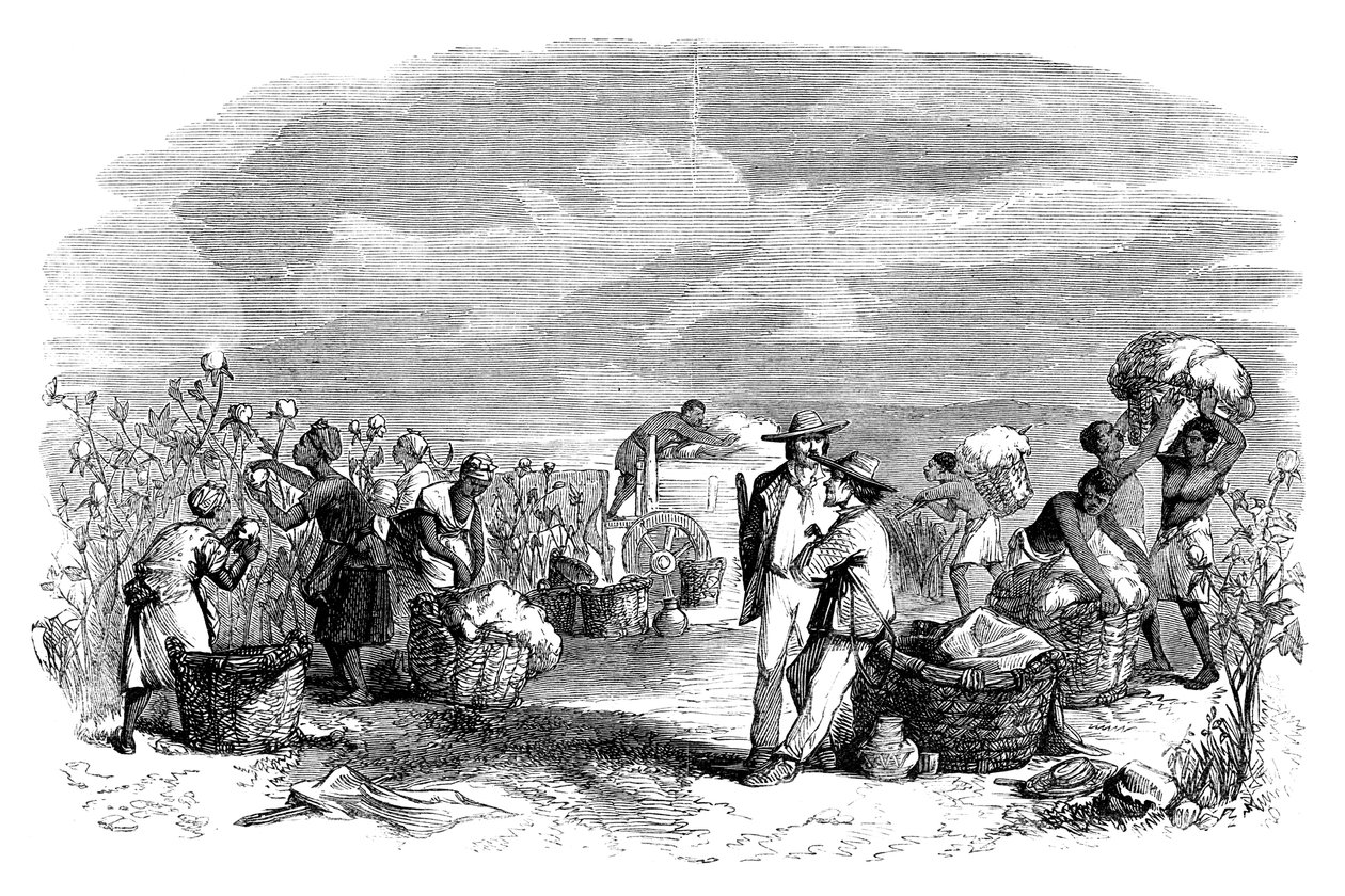 Récolte de coton dans une plantation de coton, c1895 - Unbekannt