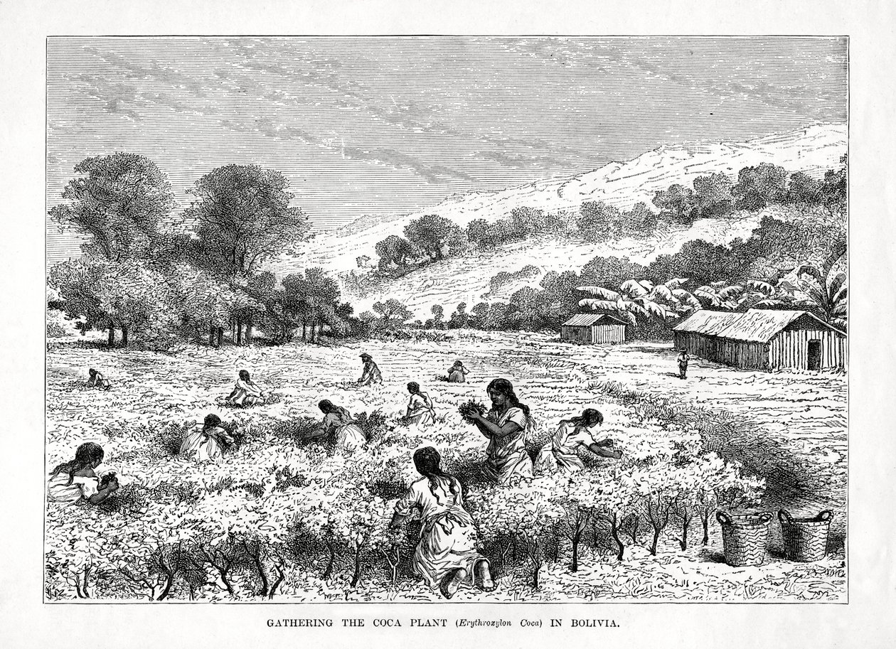 Récolte de la plante de coca Erythroxylum coca en Bolivie, 1877 - Unbekannt