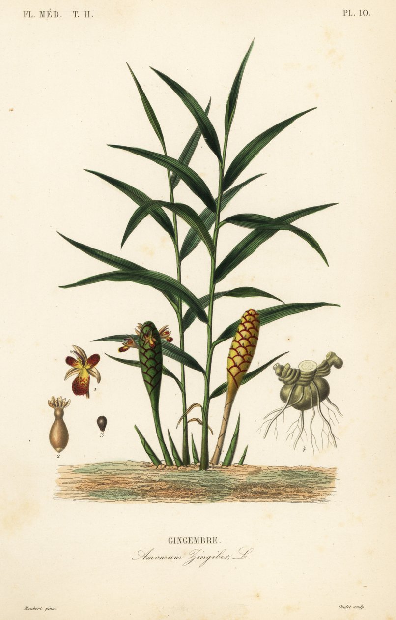 Gingembre ou racine de gingembre, Zingiber officinale, Amomum zingiber - Unbekannt