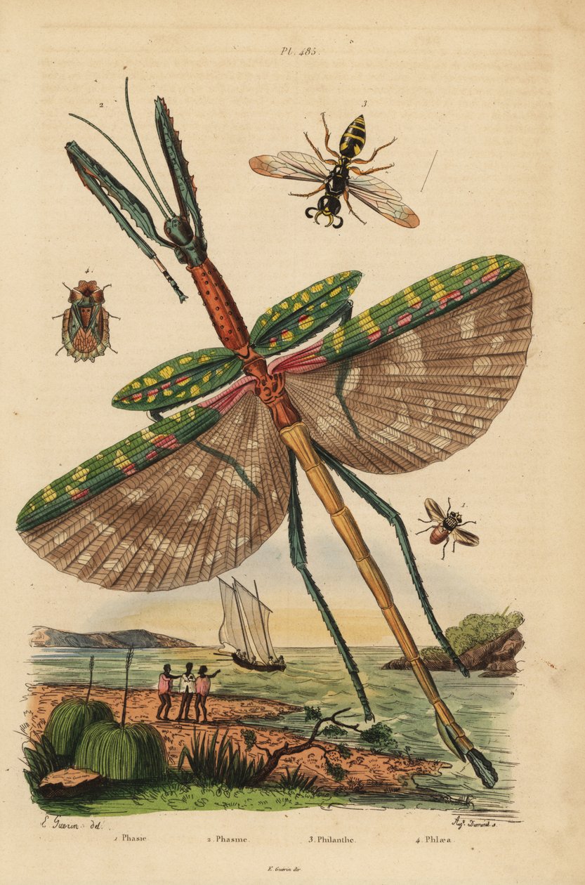 Phasme Goliath, Eurycnema goliath, mouche, espèce Phasia, guêpe tueuse d