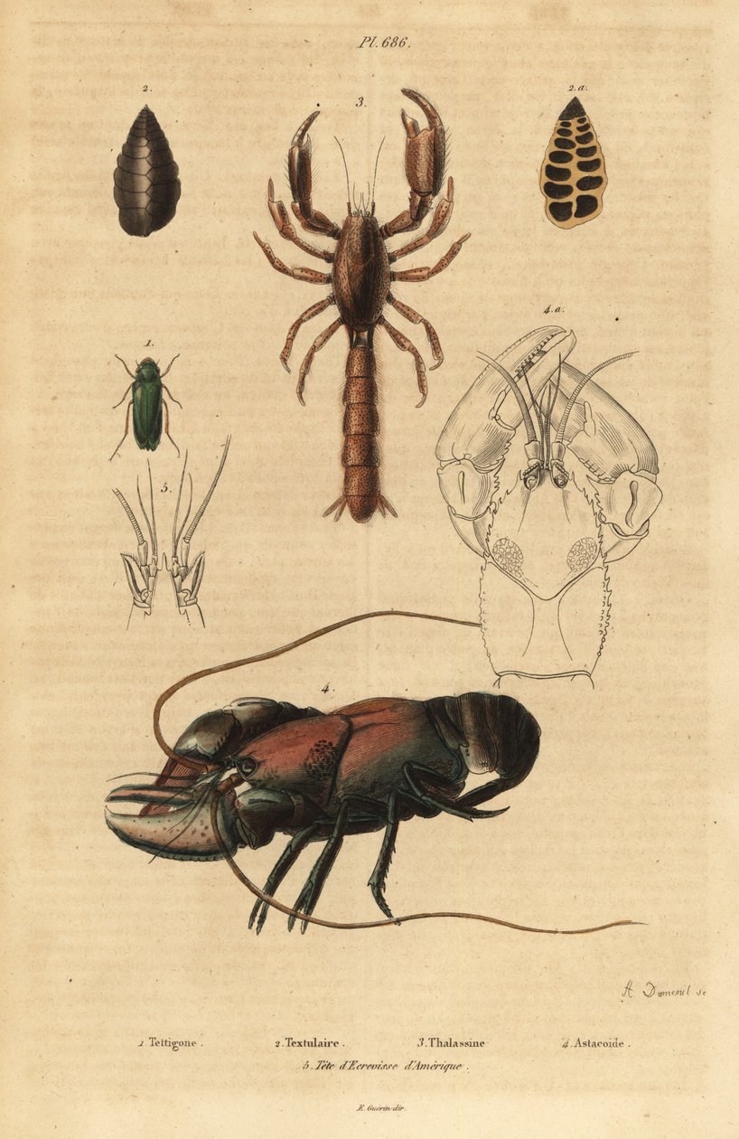 Grande sauterelle verte, Tettigonia viridissima, foraminifère, Bannerella gibbosa, homard de boue scorpion, Thalassina anomala, écrevisse, Astacus goudotii et tête de l