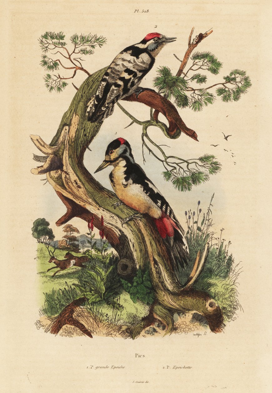 Pic épeiche, Dendrocopos major, et pic épeichette, Dryobates minor - Unbekannt