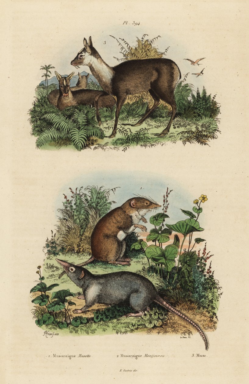 Musaraigne à dents blanches, Crocidura russula 1, musaraigne grise, Suncus murinus 2 et cerf porte-musc sombre, Moschus fuscus, en danger 3 - Unbekannt