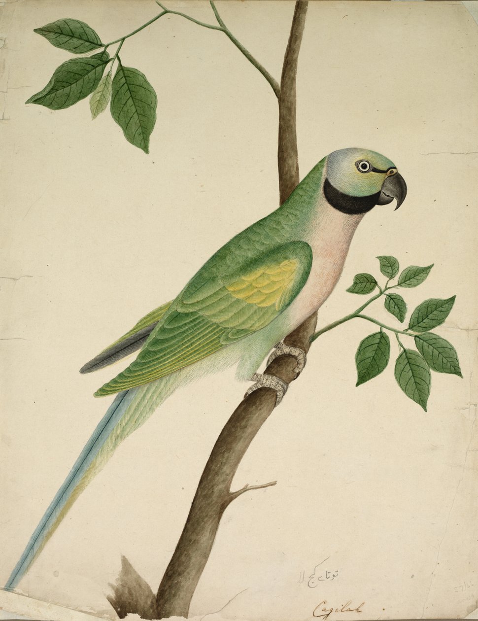 Perroquet vert, c. 1820 - Unbekannt