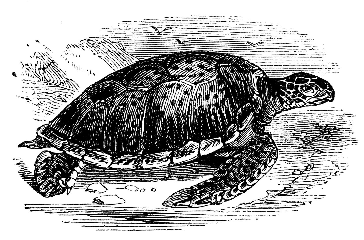 Tortue verte Chelone mydas - Unbekannt