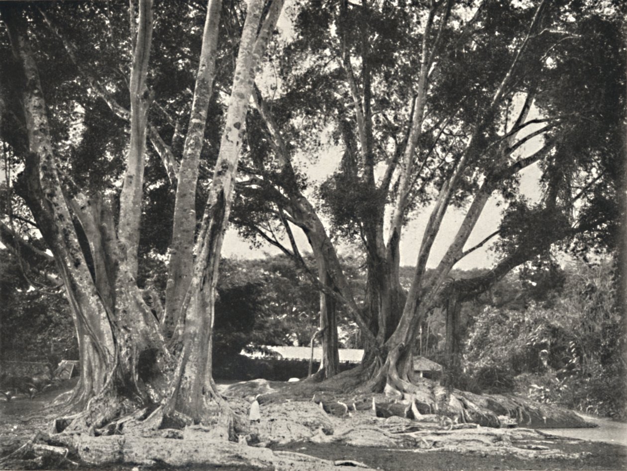 Gummibaume Ficus elastica, 1926 - Unbekannt