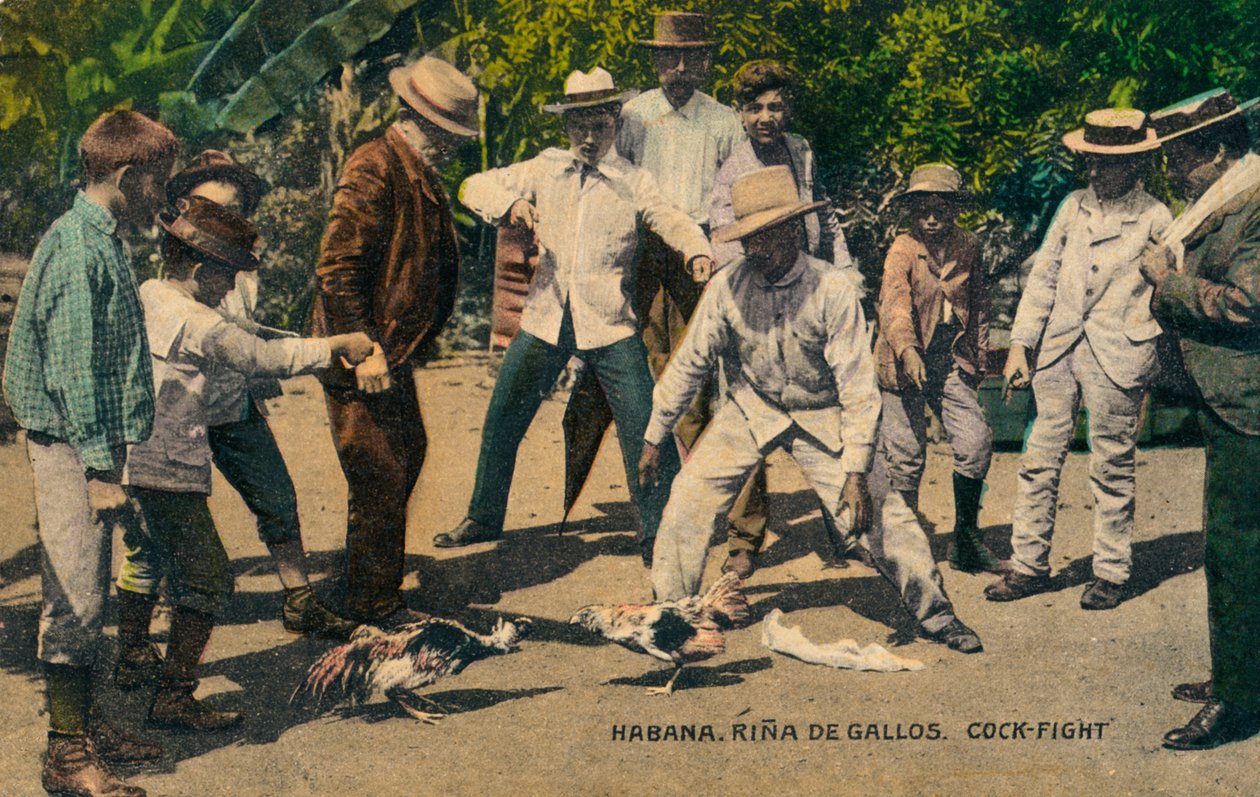 Habana. Rina de Gallos. Combat de coqs, c.1900s - Unbekannt