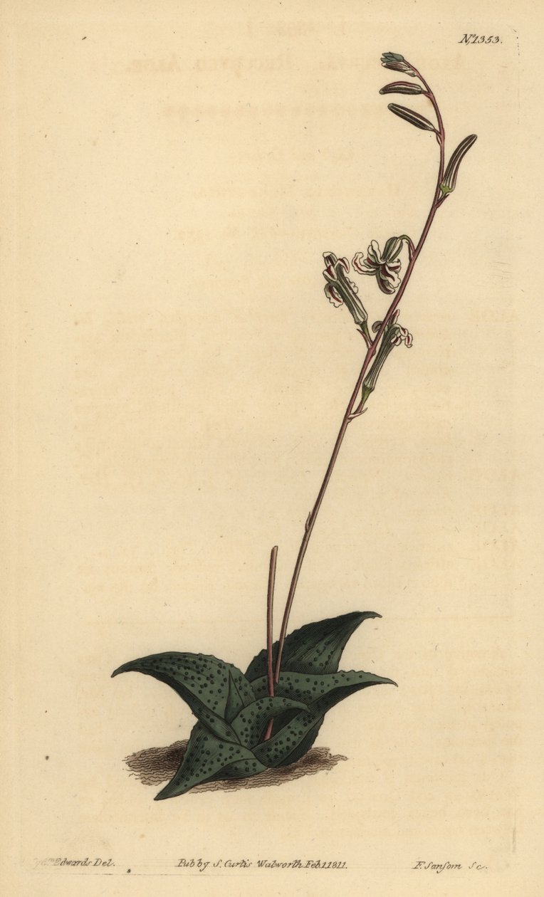 Haworthia venosa (Aloe recourbé) - Unbekannt