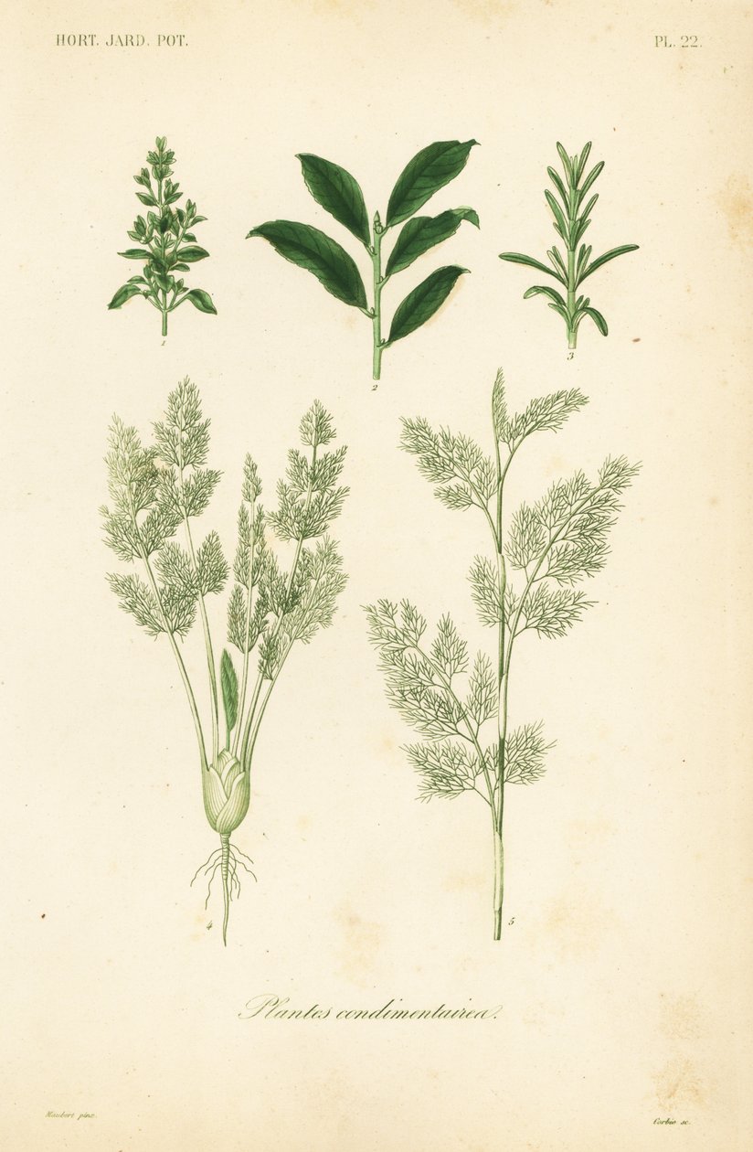 Plantes condimentaires - Unbekannt