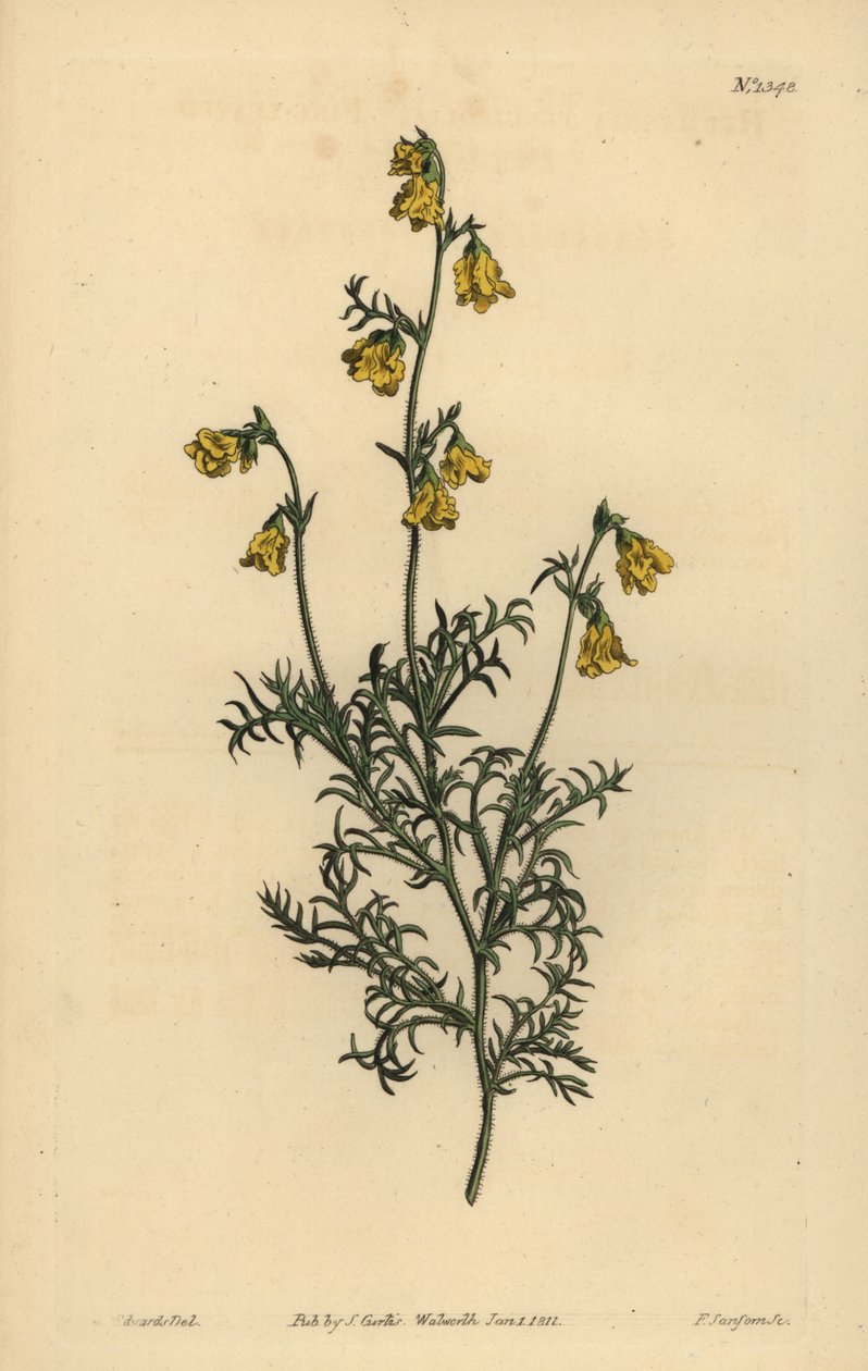 Hermannia confusa (Hermannia à feuilles fines, Hermannia tenuifolia) - Unbekannt