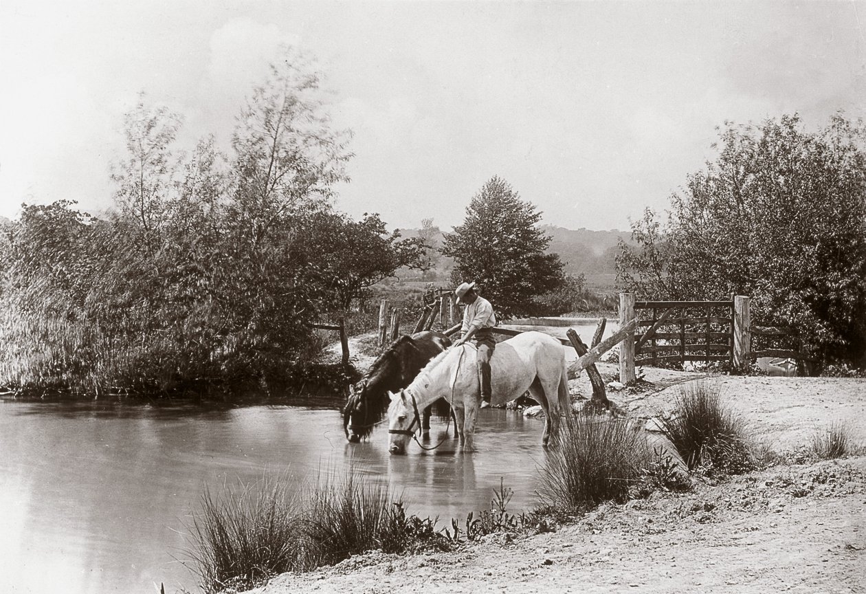 Chevaux buvant à l