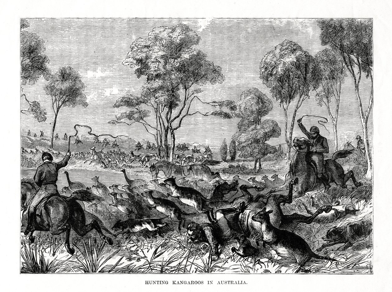 Chasse aux kangourous, Australie, 1877 - Unbekannt