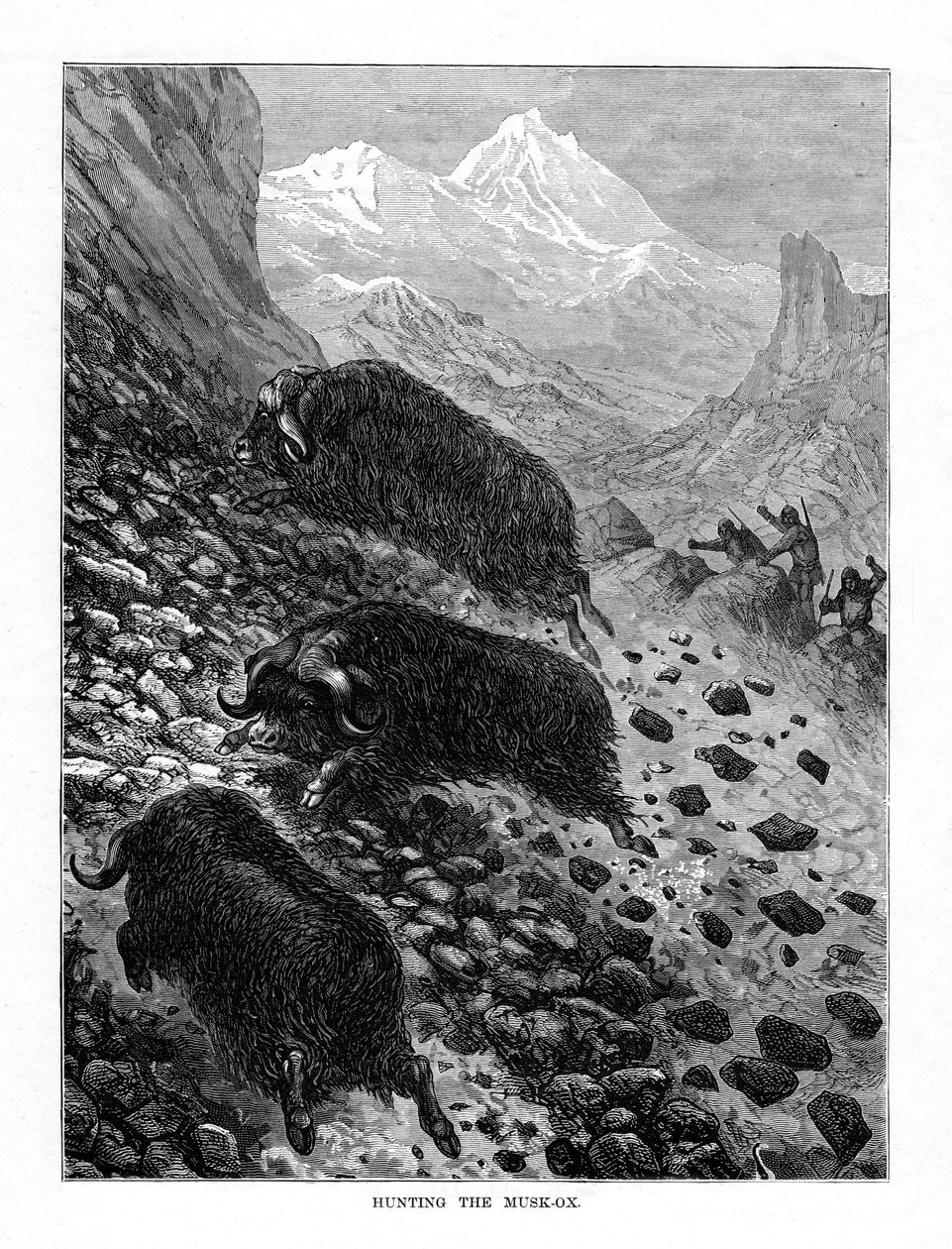 Chasse au bœuf musqué, 1877 - Unbekannt