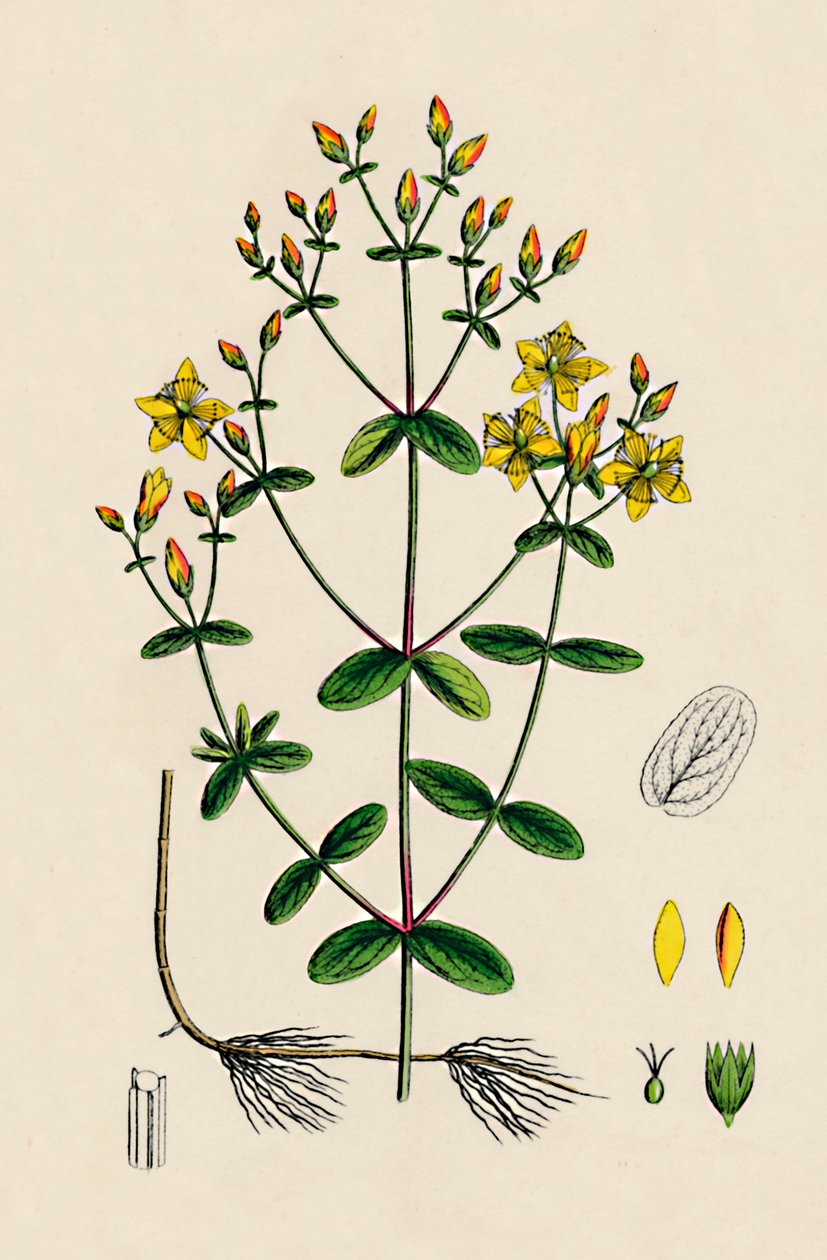 Hypericum Boeticum. Millepertuis à feuilles ondulées, 19ème siècle - Unbekannt
