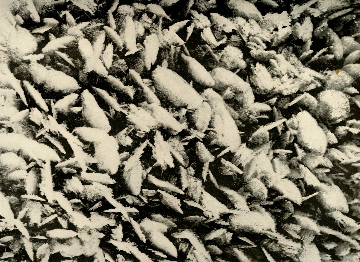 Cristaux de glace sur le toit du porche de la cabane, vers 1908, 1909 - Unbekannt
