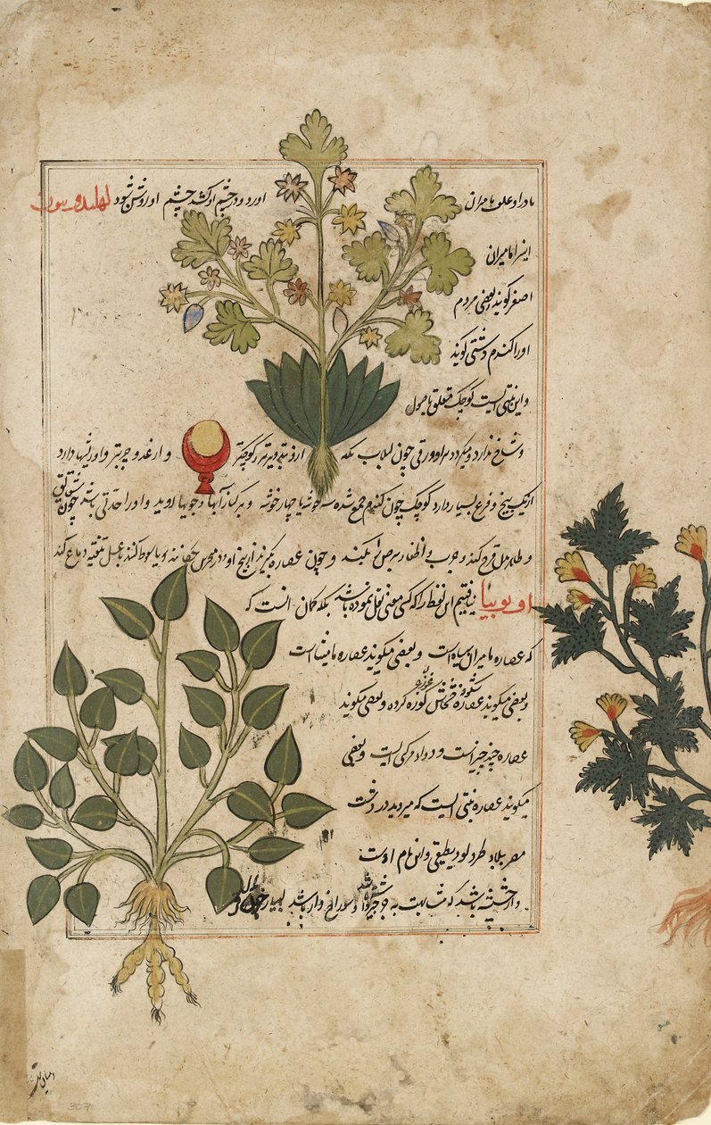 Double folio illustré représentant des chardons et autres plantes médicinales, 1595 - Unbekannt