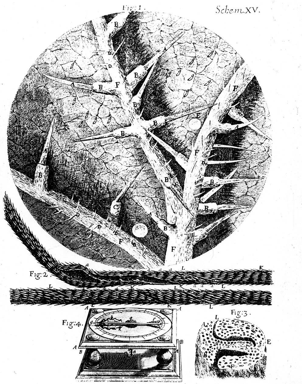 Illustrations du microscopiste anglais Robert Hooke Micrographia, 1665 - Unbekannt