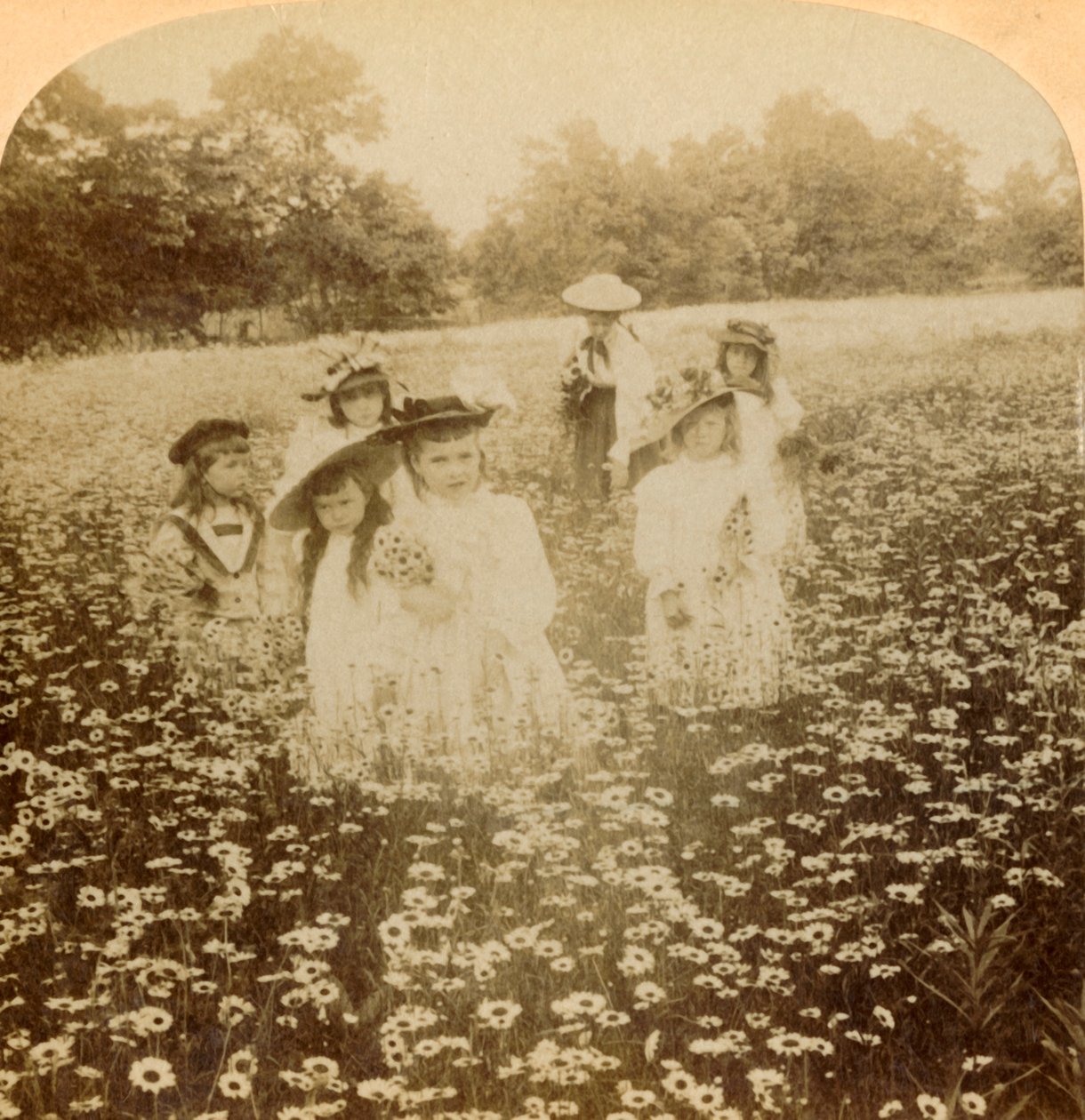 Dans le champ de marguerites : Douce fleur de la clairière rurale, 1896 - Unbekannt