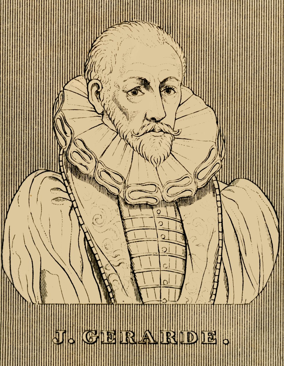 J. Gerarde, vers 1545-1612, 1830 - Unbekannt