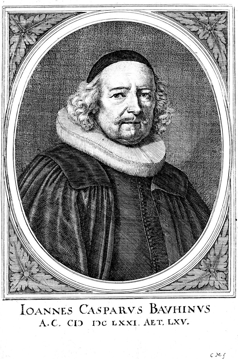 Jean Caspar Bauhin 1606-1659, médecin et botaniste suisse - Unbekannt