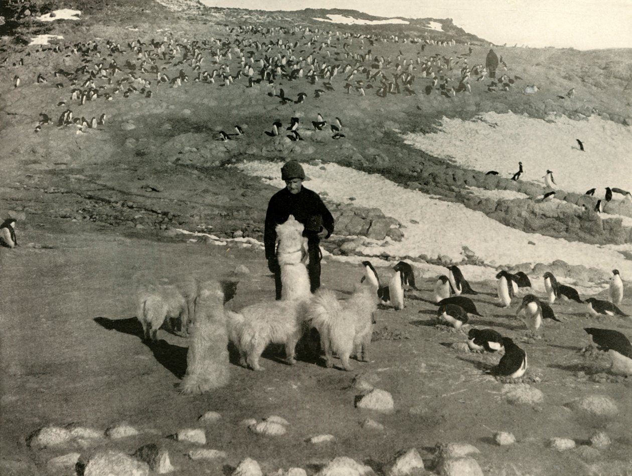 Joyce et les chiens dans la colonie de manchots - Unbekannt