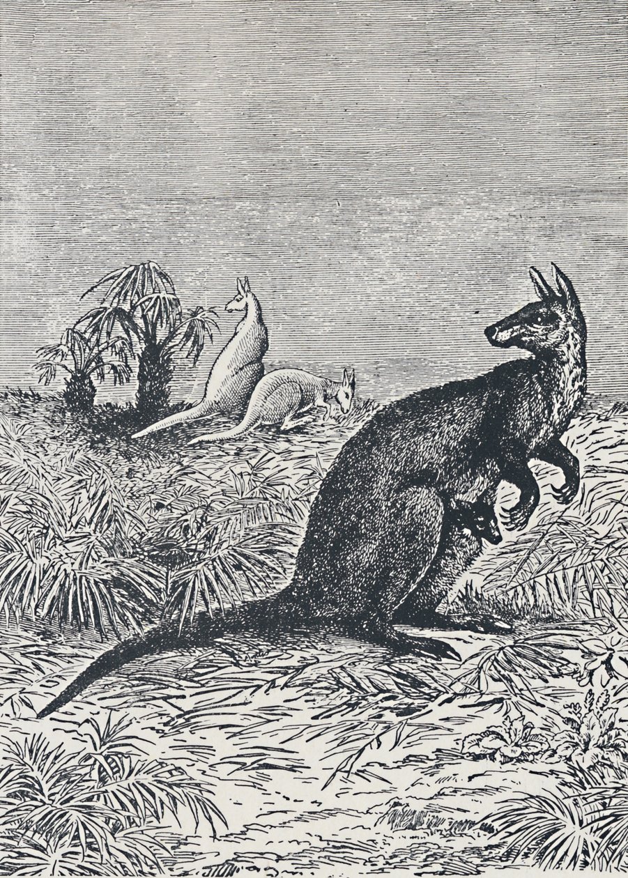 Kangourou, 1924 - Unbekannt