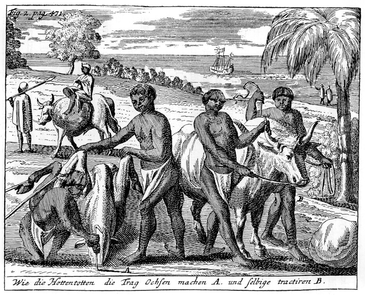 Khoikhois dressant des bœufs, Afrique du Sud, XVIIIe siècle, 1931 - Unbekannt