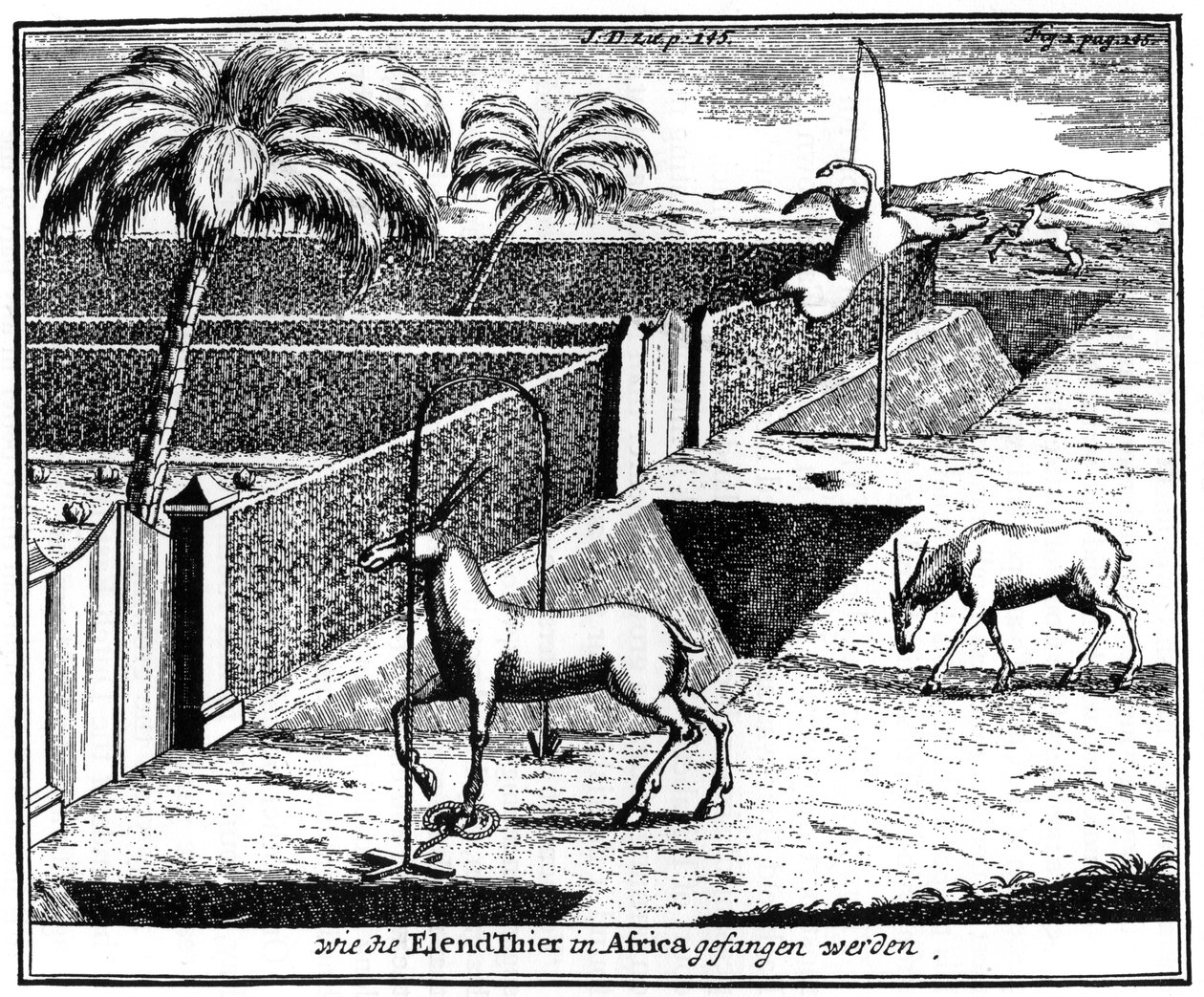 Khoikhois piégeant des antilopes, Afrique du Sud, 18ème siècle, 1931 - Unbekannt