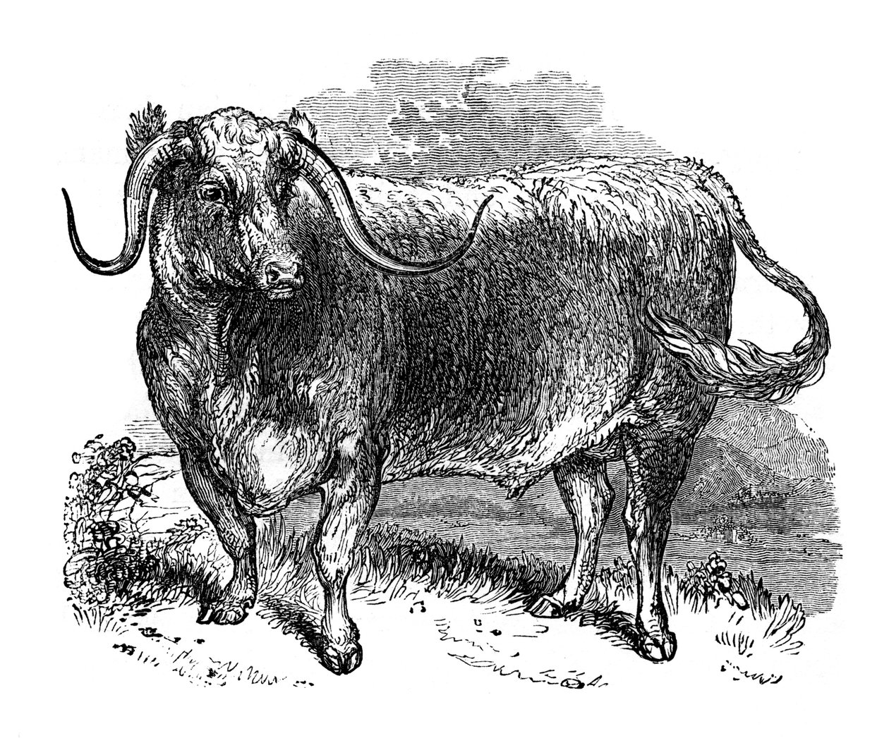 Boeuf du Lancashire, spécimen des races à longues cornes, 1848 - Unbekannt