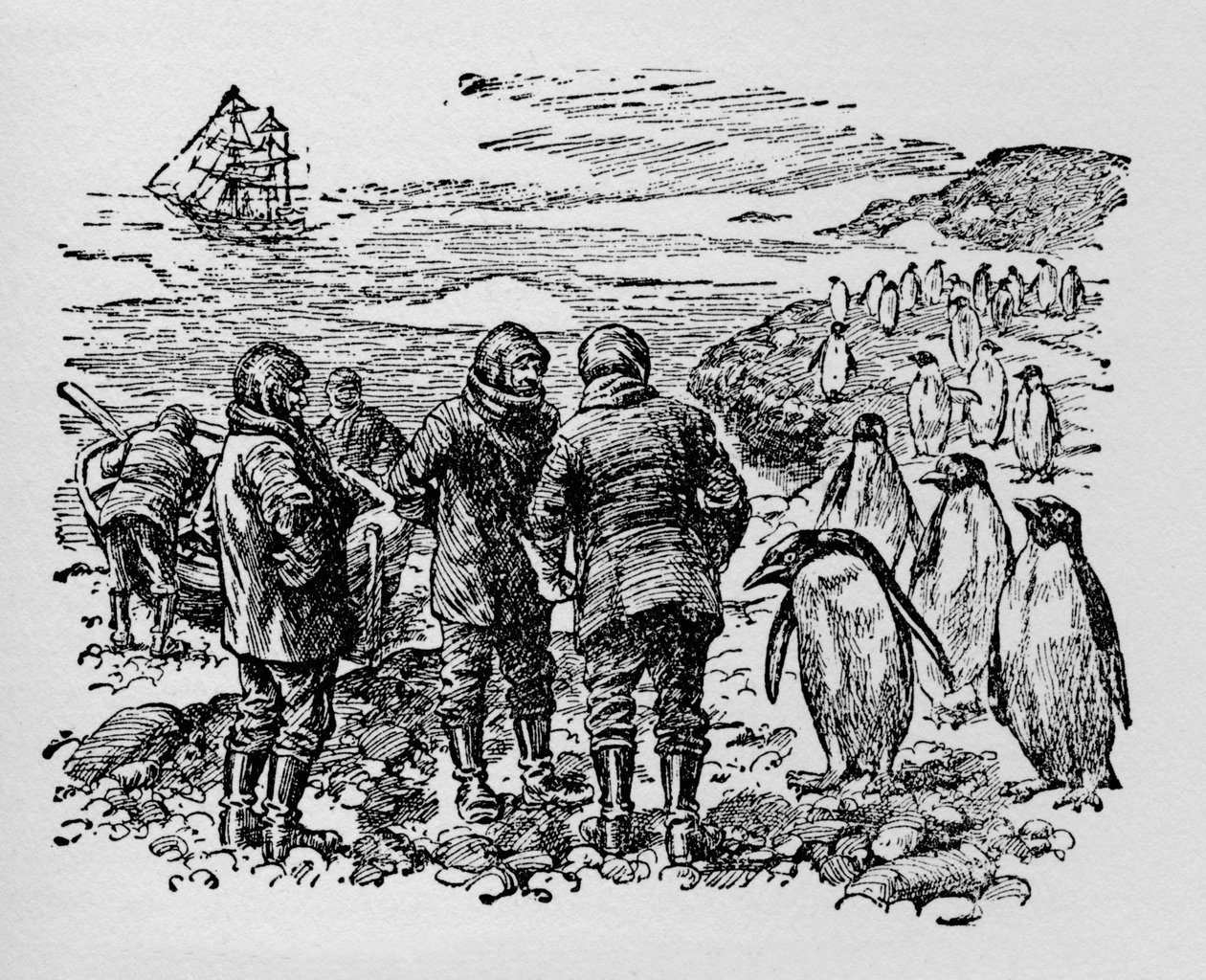 Accosté sur une petite île habitée par des myriades de manchots, vers 1918 - Unbekannt