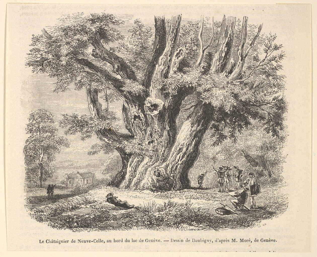 Le Châtaignier de Neuve-Celle, au bord du lac de Genève, d